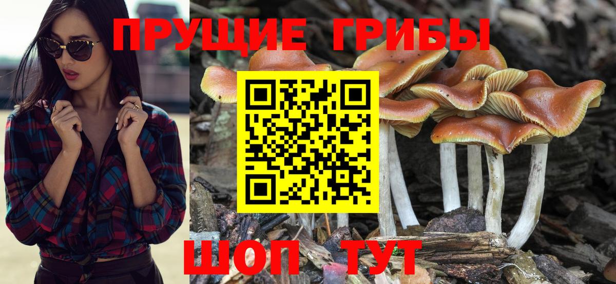 Галлюциногенные грибы Cubensis Киров